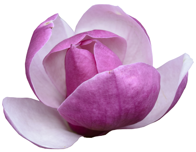 Blüte rosa